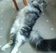 Maine Coon Thor