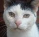 Blanding af racer Dimon Junior R.I.P. Soulmate<3