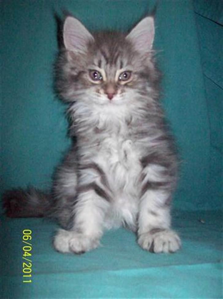 Maine Coon DK Annbas Sylvester billede 1