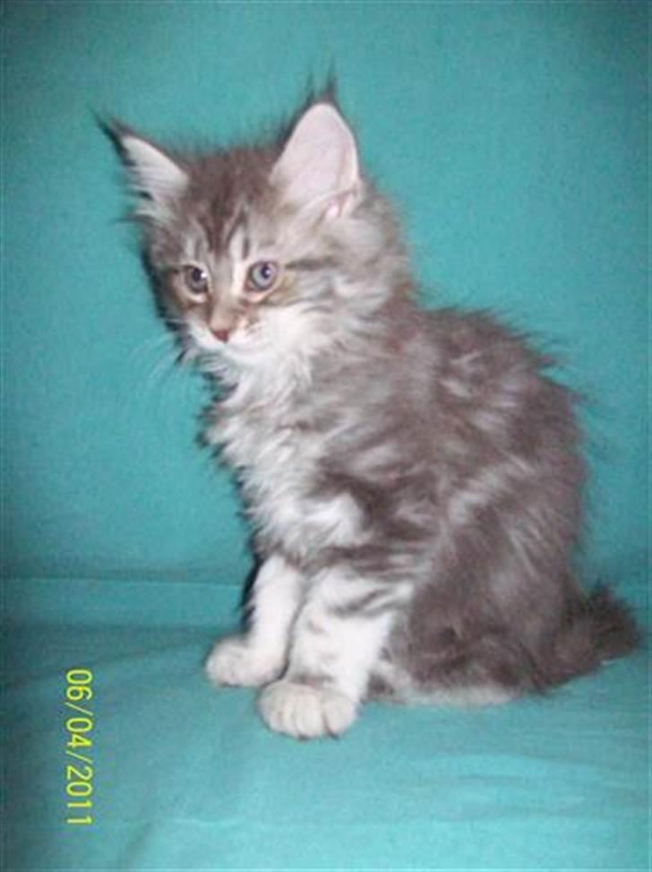 Maine Coon DK Annbas Sylvester billede 4