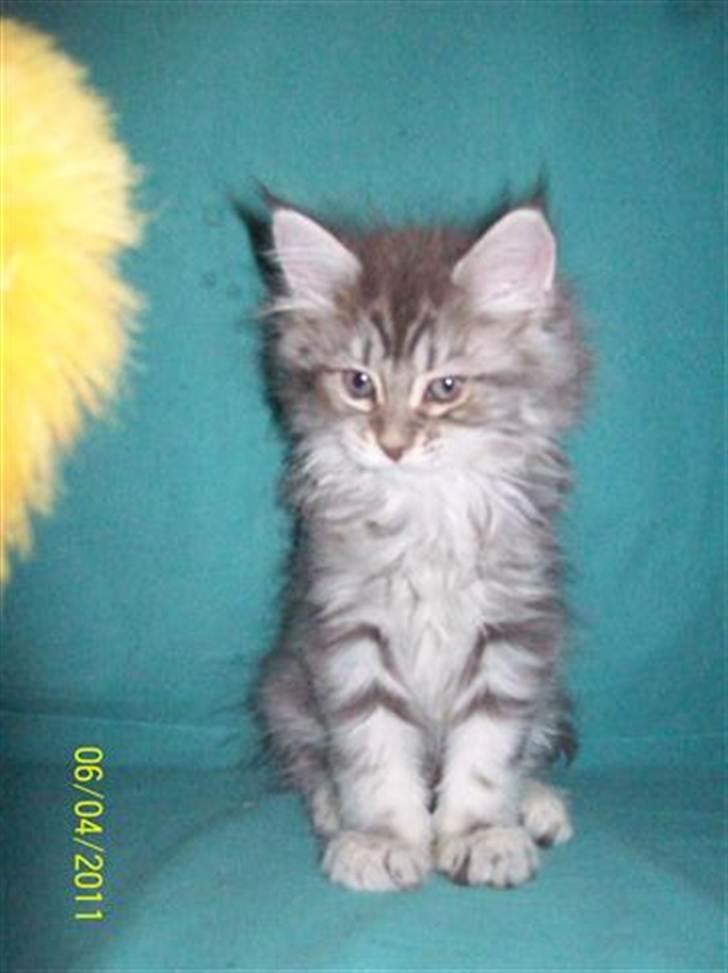 Maine Coon DK Annbas Sylvester billede 6