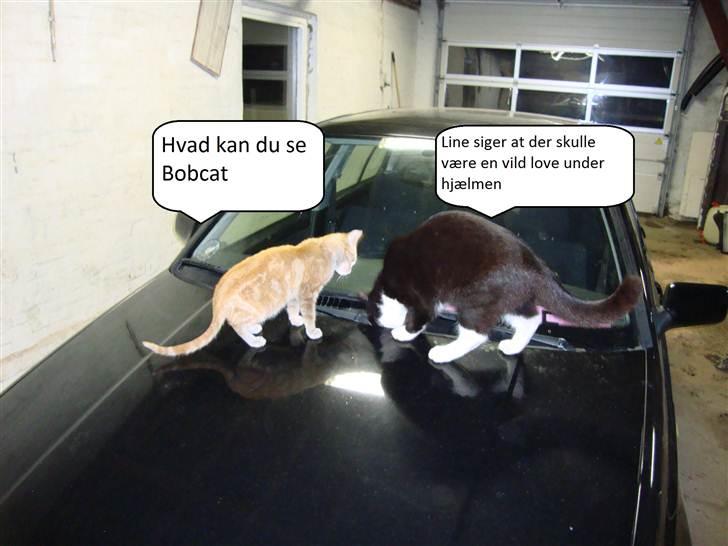 Blanding af racer Krabagerhus´ BobCat billede 9