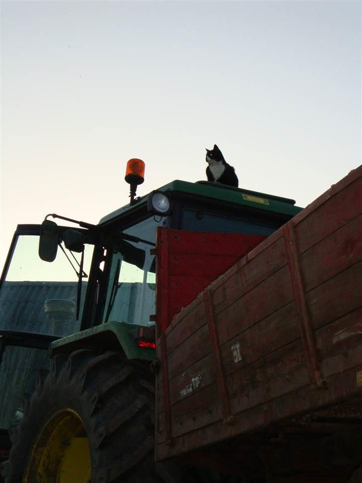 Blanding af racer Krabagerhus´ BobCat billede 10
