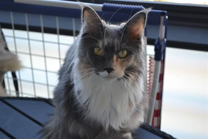 Maine Coon Efia billede 1