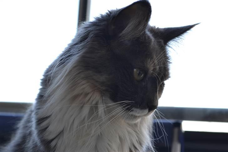 Maine Coon Efia billede 3