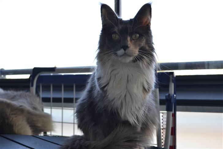 Maine Coon Efia billede 4