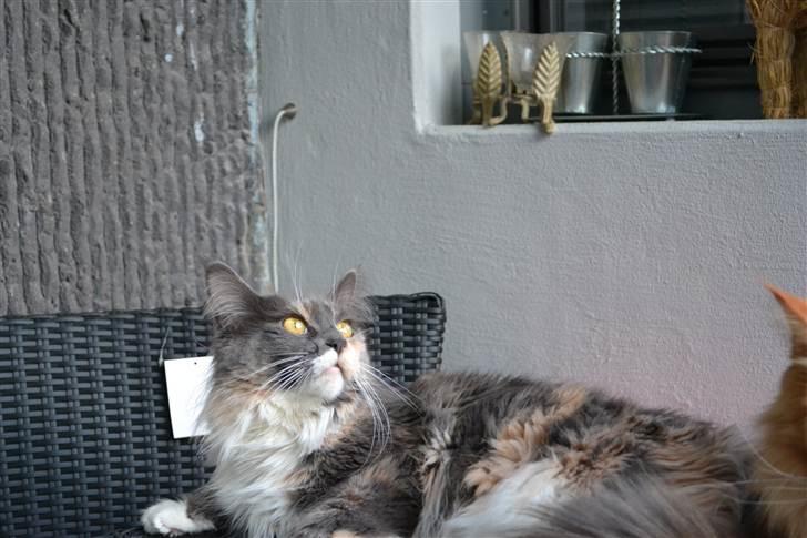 Maine Coon Efia billede 7