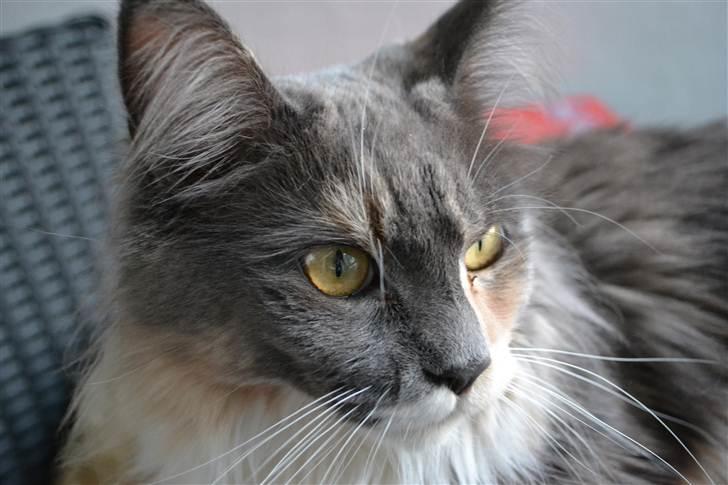 Maine Coon Efia billede 8