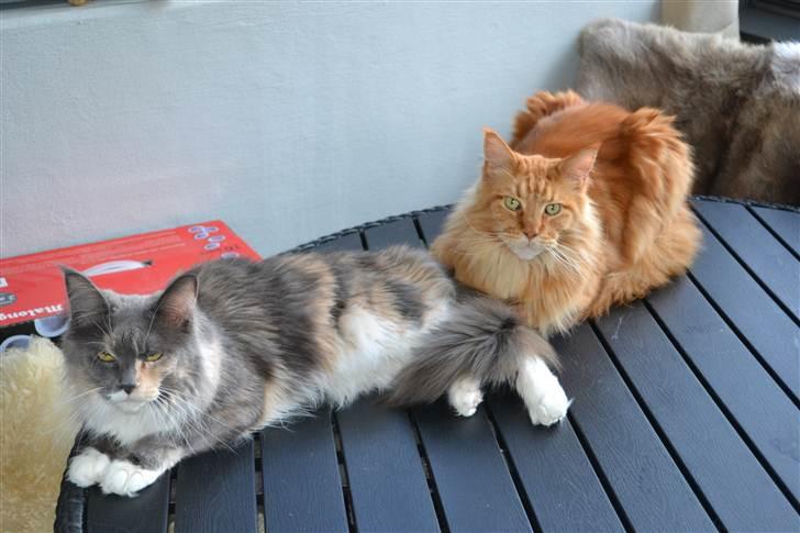 Maine Coon Efia billede 9