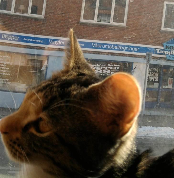 Huskat Piv  billede 9