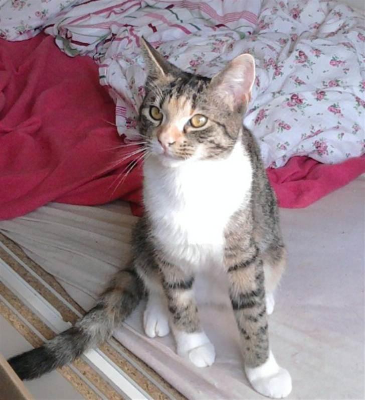 Huskat Piv  - Hvad har du der ? billede 10