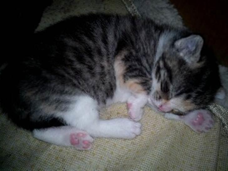 Huskat Piv  - mig som helt lille killing billede 12