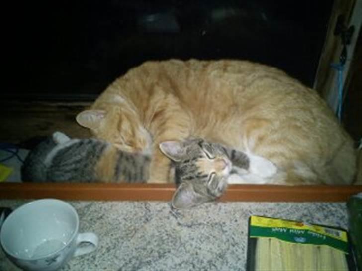 Huskat Piv  - Min onkel Mikkel og mig der ligger og sover i vindus karmen billede 13