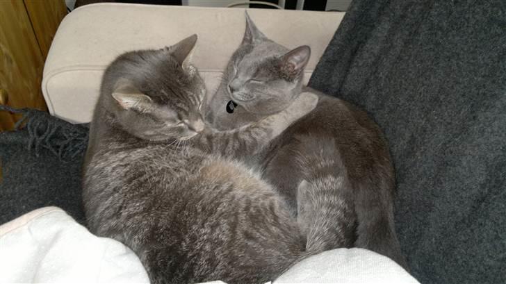 Blanding af racer Nestor billede 9