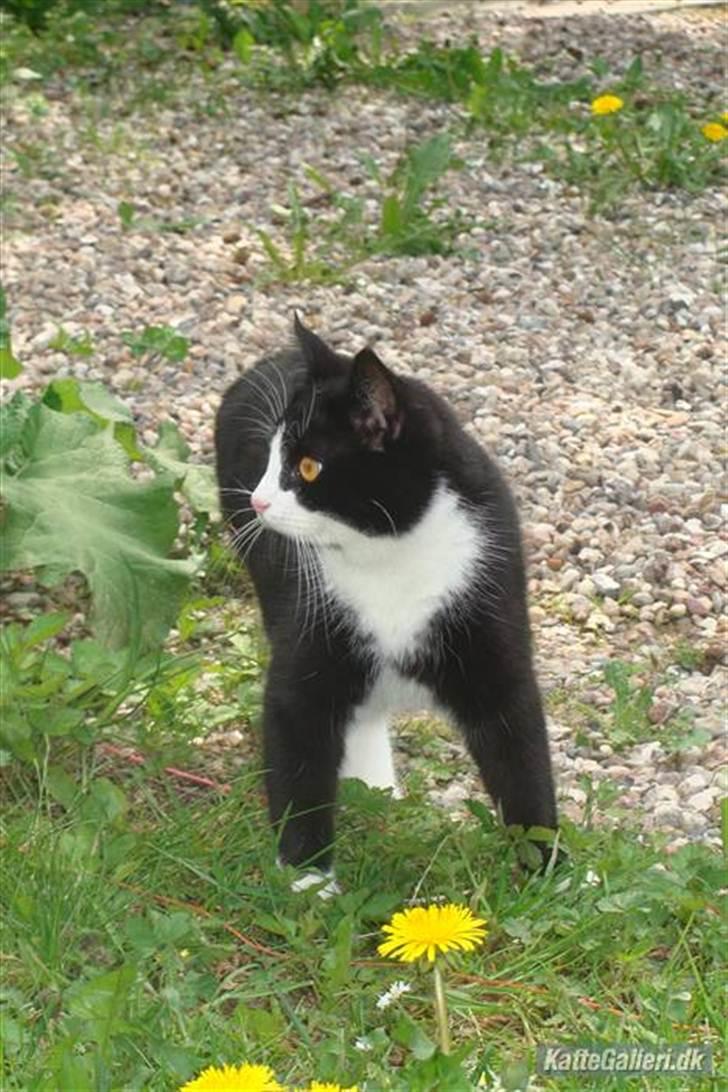 Huskat {bøf}2009 billede 19