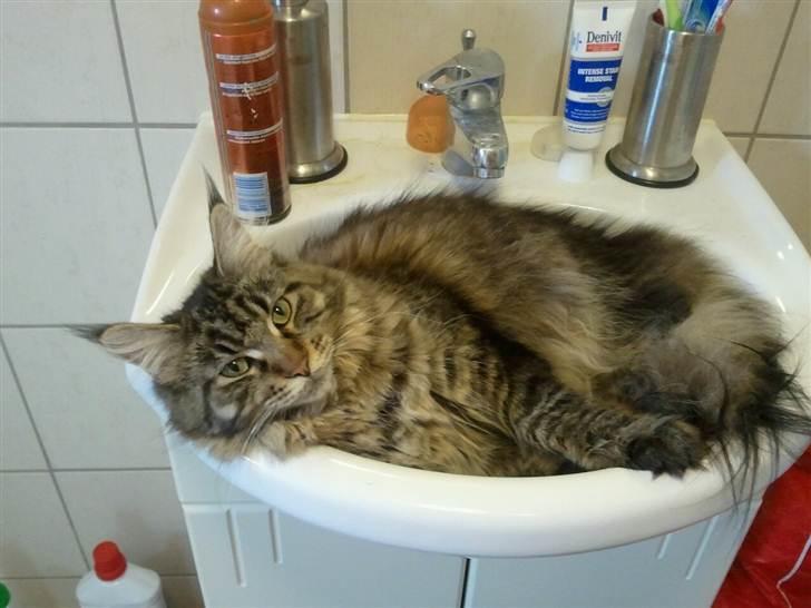 Maine Coon Marco billede 2