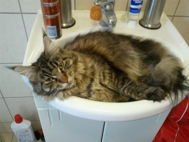 Maine Coon Marco billede 10