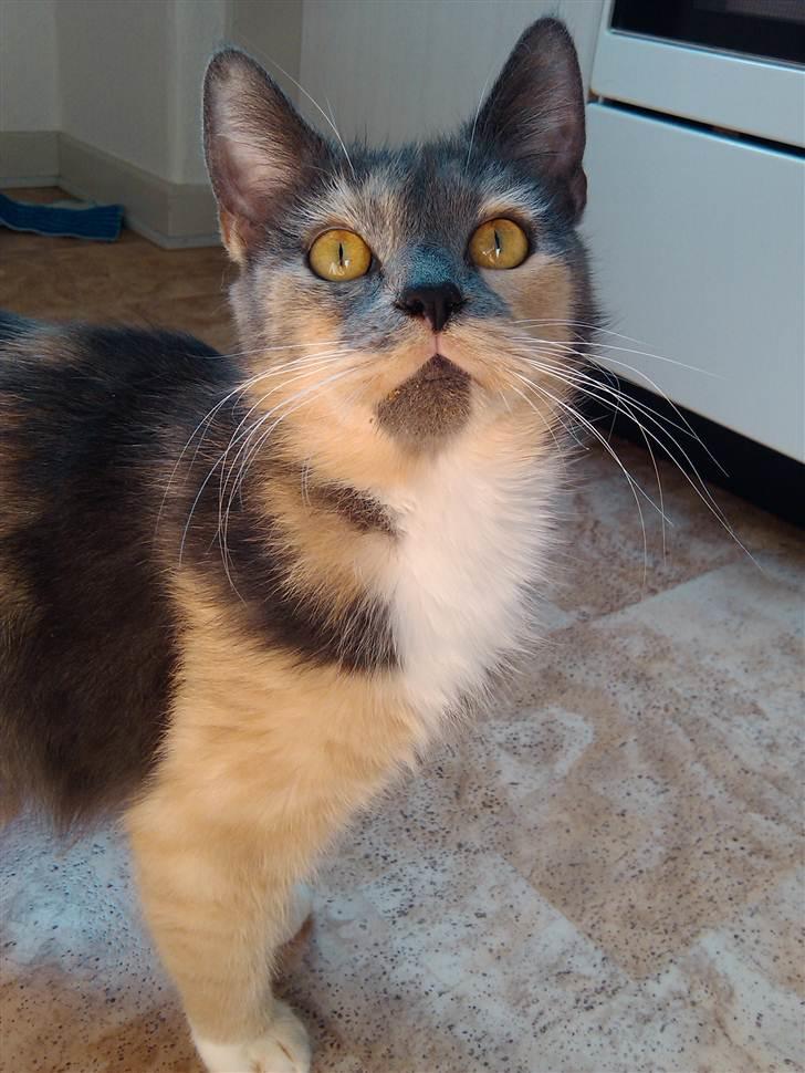 Huskat Missepigen (Videreformidlingsmisser - Har fundet d - Velkommen! billede 1