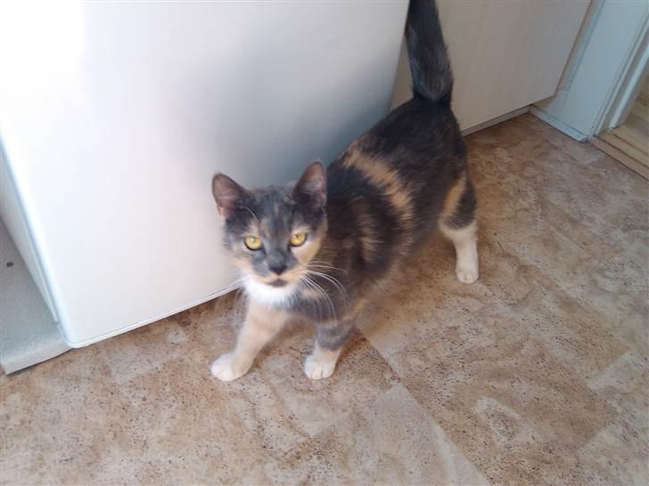 Huskat Missepigen (Videreformidlingsmisser - Har fundet d - Jalløjsa, jeg er på vej ud og spise. billede 2