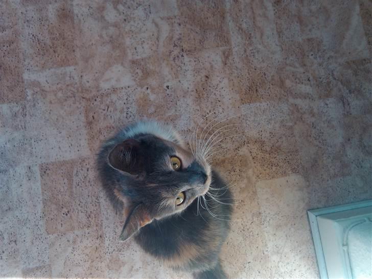 Huskat Missepigen (Videreformidlingsmisser - Har fundet d - Oppefra. billede 3