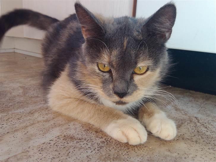 Huskat Missepigen (Videreformidlingsmisser - Har fundet d - Har opdaget noget på gulvet. billede 4