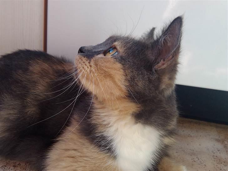 Huskat Missepigen (Videreformidlingsmisser - Har fundet d - Og noget ud af vinduet. billede 5