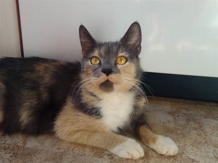 Huskat Missepigen (Videreformidlingsmisser - Har fundet d billede 6