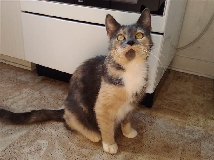 Huskat Missepigen (Videreformidlingsmisser - Har fundet d - Så giv mig dog mad. billede 7