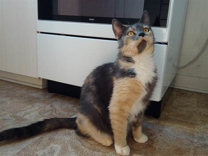 Huskat Missepigen (Videreformidlingsmisser - Har fundet d billede 8