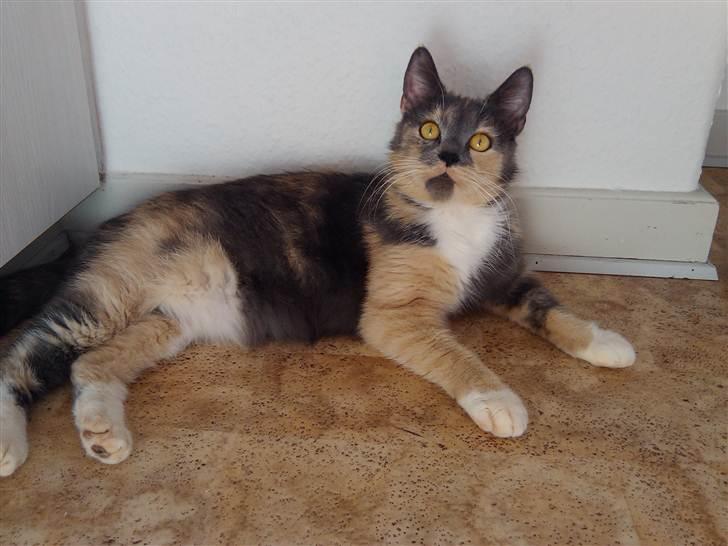 Huskat Missepigen (Videreformidlingsmisser - Har fundet d billede 9