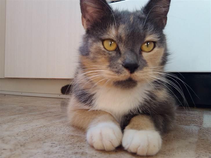 Huskat Missepigen (Videreformidlingsmisser - Har fundet d billede 10