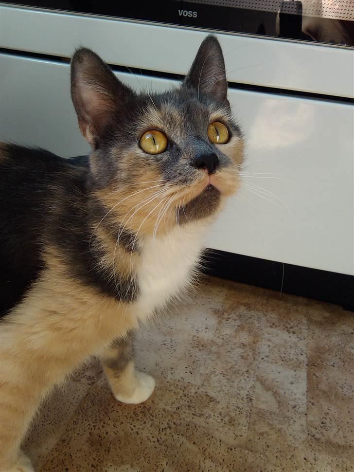 Huskat Missepigen (Videreformidlingsmisser - Har fundet d billede 12