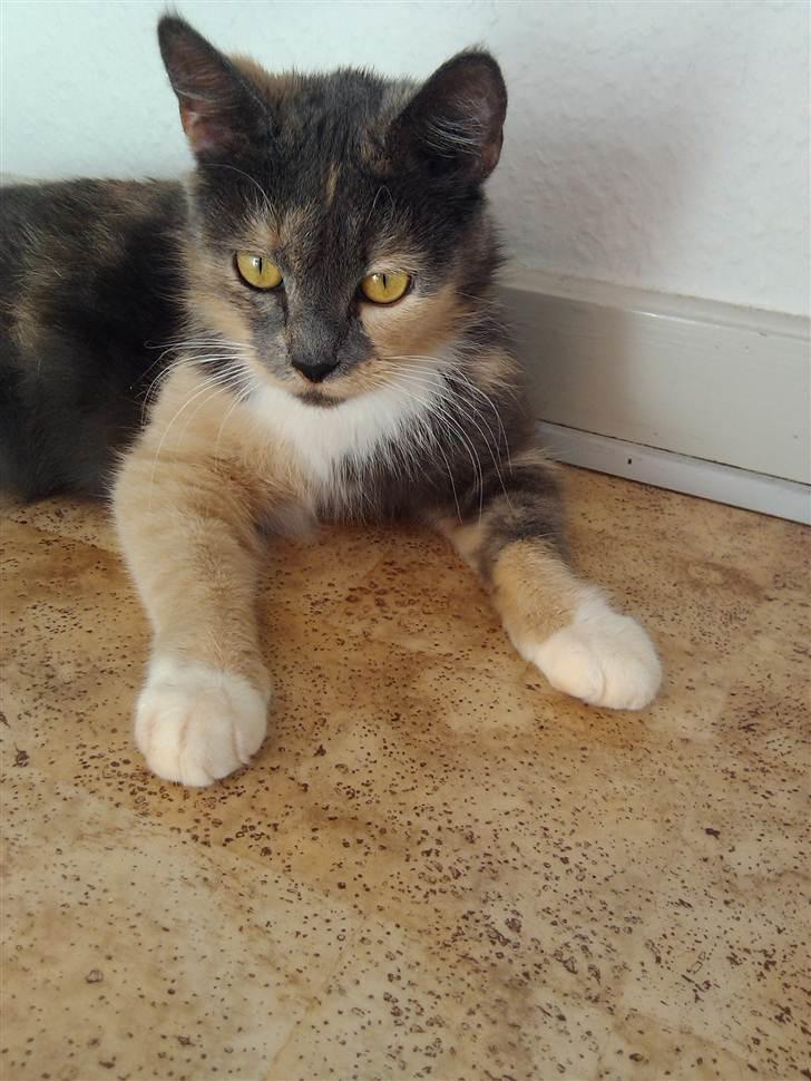 Huskat Missepigen (Videreformidlingsmisser - Har fundet d billede 13