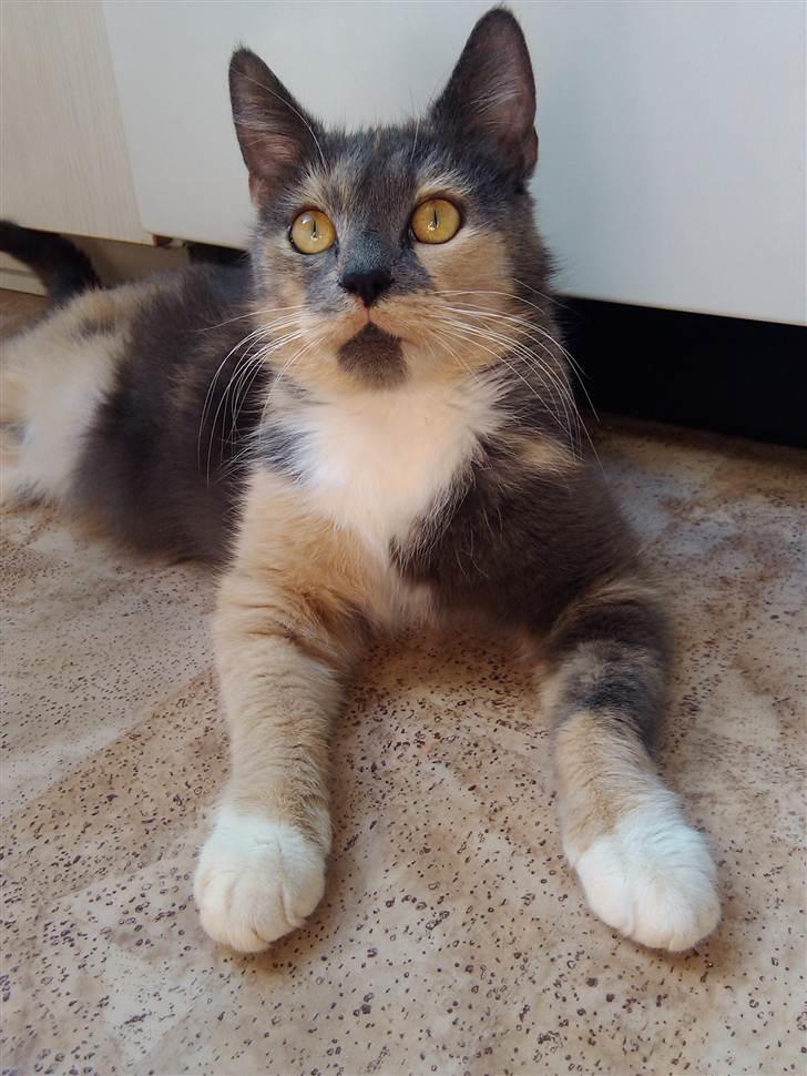 Huskat Missepigen (Videreformidlingsmisser - Har fundet d billede 14