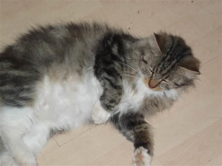 Maine Coon Freja - Mig min tykke mave:) billede 14