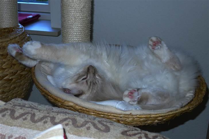 Hellig Birma Bailey - Bailey 1 år billede 20