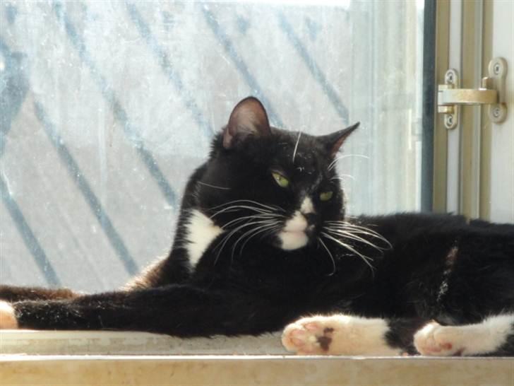 Huskat Pepe billede 13