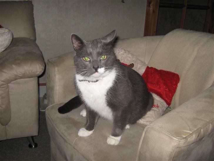 Huskat Axel billede 10