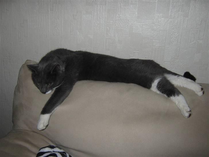 Huskat Axel - Meget træt Axel. billede 11