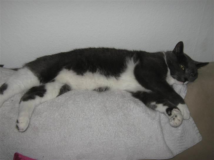 Huskat Axel - Det er åbentbart meget hårdt at være indekat:-) billede 12