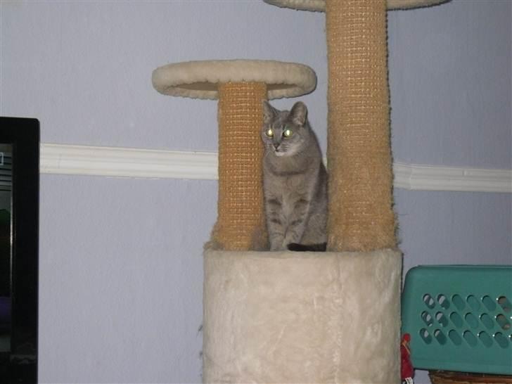 Huskat Minnie billede 5