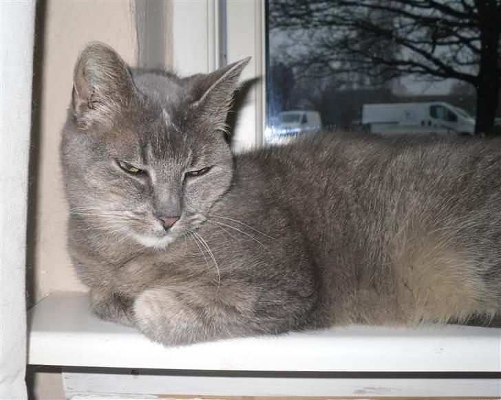 Huskat Minnie billede 6