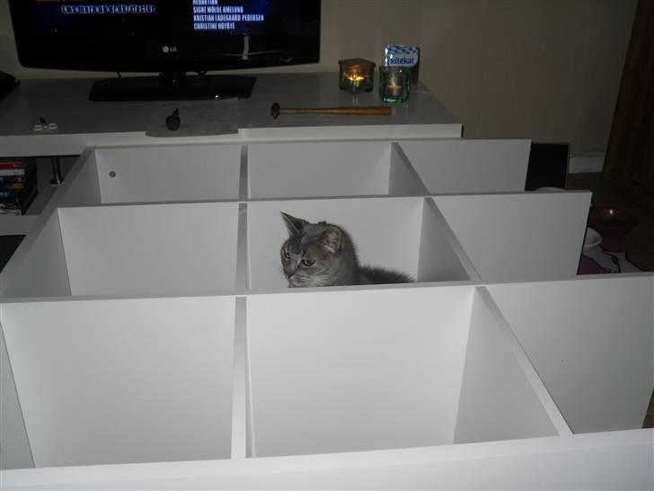 Huskat Minnie billede 7