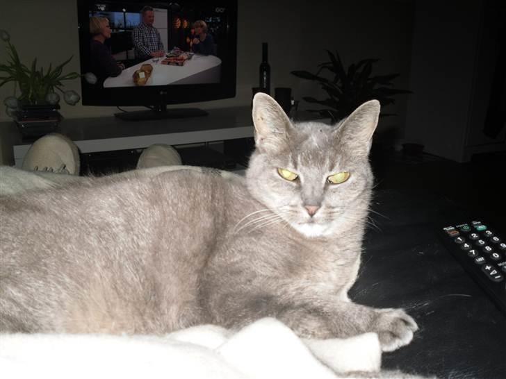 Huskat Minnie billede 8