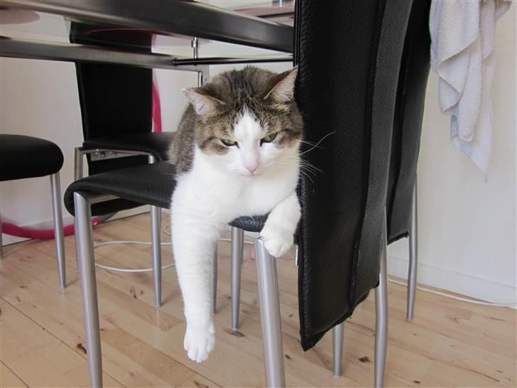 Blanding af racer Bellis billede 1