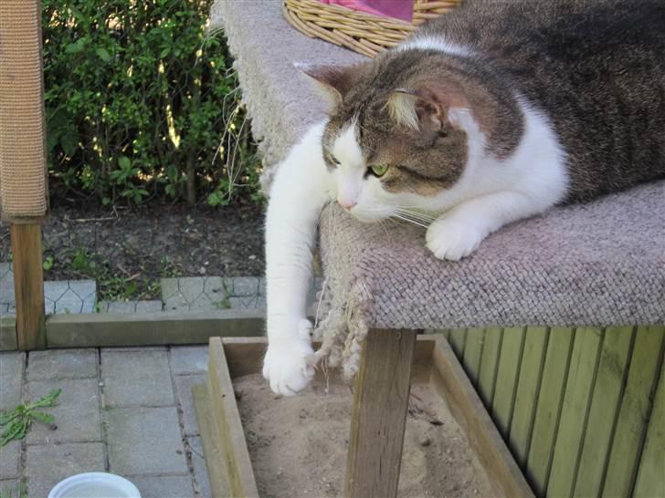 Blanding af racer Bellis billede 3