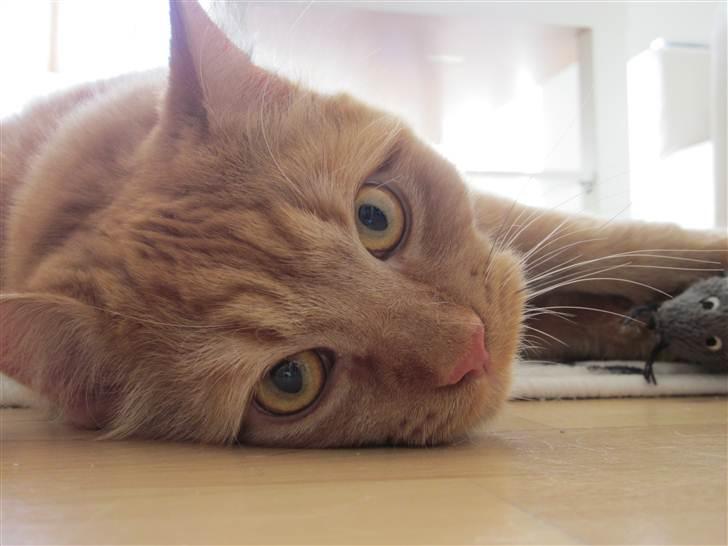 Blanding af racer Ludvig billede 1