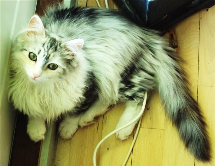 Norsk Skovkat Misha mi amore <3 billede 8