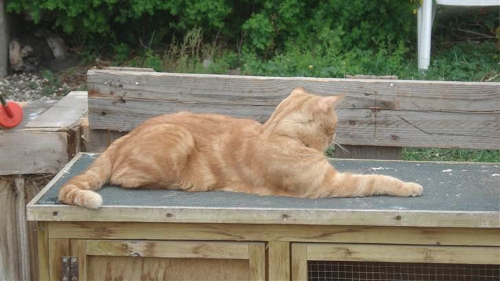 Blanding af racer tyson billede 9