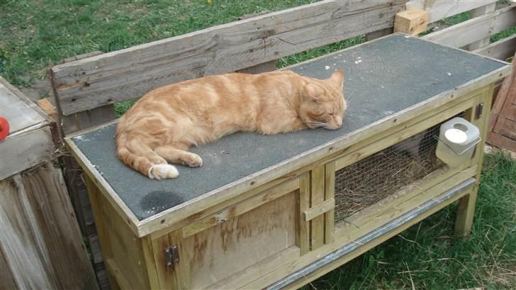 Blanding af racer tyson billede 10